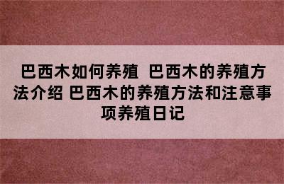 巴西木如何养殖  巴西木的养殖方法介绍 巴西木的养殖方法和注意事项养殖日记